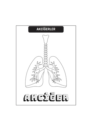 Çocuklar İçin Anatomi Boyama Kitap Seti 2 Süper Kitap