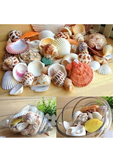 Dofolink 100g Doğal Deniz Kabukları - Akvaryum, Bahçe, Foto Çerçevesi Ve Su Flakonları İçin Dekoratif Dıy Malzeme 30-35 Adet