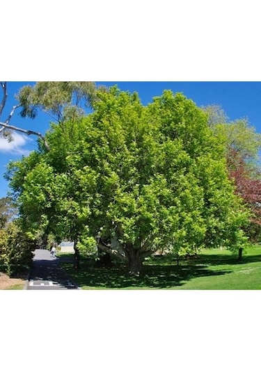 Fidan Doğu Çınar Fidanı 1.40-1.60 Cm Boy 1 Adet