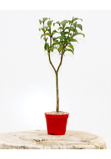 Bonsai Ligustrum Japonicum 3 Adet - Hediyelik Kırmızı Saksıda