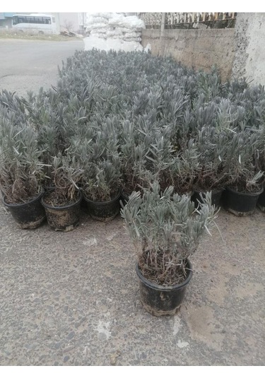 Lavanta Çiçeği Fidanı 10-20 Cm