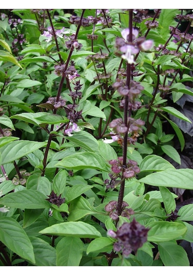 Tayvan Fesleğen Tohumu Thai Basil