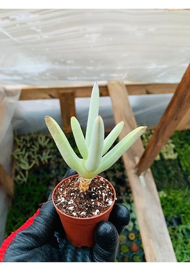 Cheiridopsis Namaquensis Sukulent Özel Tür