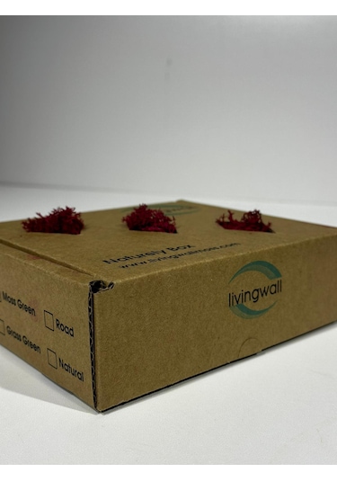 Reindermoss Şoklanmış Norveç Yosunu Terarium Yosunu Fushia 100 Gr.
