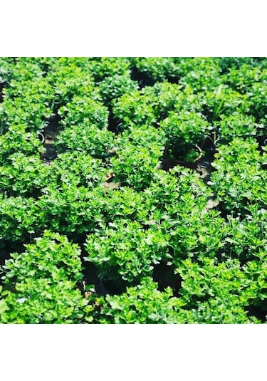 Kasımpatı Krizantem Chrysanthemum Seti 3lü 10-20 Cm