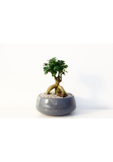 Bonsai Saksısı Antrasit 2 Lt - Drenaj Hazneli