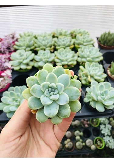 Echeveria Elegans