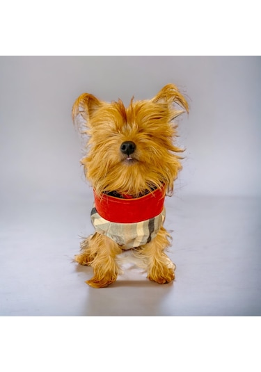 Kemique Stripe Orange Su İtici Köpek Yağmurluğu