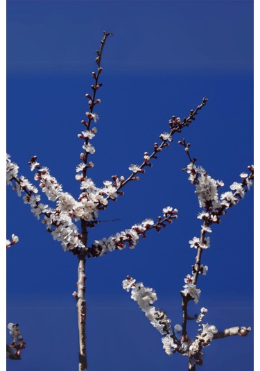 Tüplü İri Malatya Kayısı Fidanı