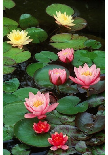 Lotus Çiçeği Tohum Nilüfer Çiçeği Tohumu 5 Adet Tohum