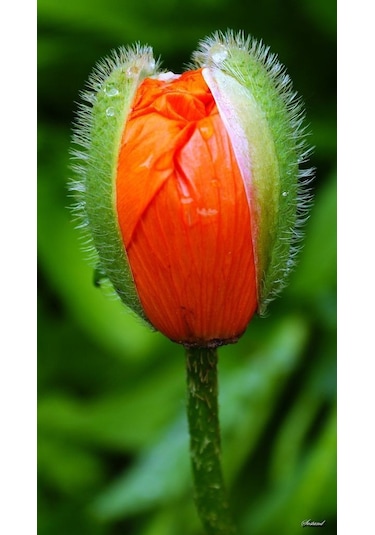 Turuncu Gelincik Çiçeği Tohumu Doğal 30 Tohum