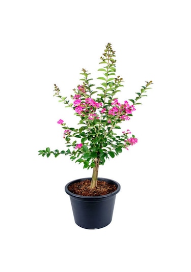 Pembe Oya Ağacı Fidanı 1 Adet Saksılı 30-60cm Çiçekli Ağaç