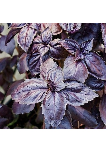 Mor Fesleğen Tohumu 1 Paket 100 Adet