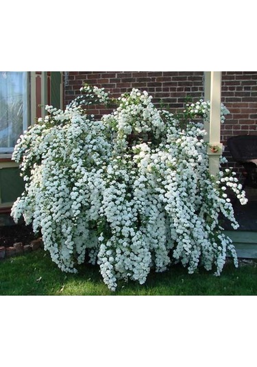 Keçi Sakalı Fidanı 60-80 Cm Boy Gösterişli Çiçekli Bahçe Bitkisi