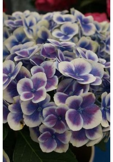 Ebruli Mor Ortanca Çiçeği Tohumu- 10 15 Adet