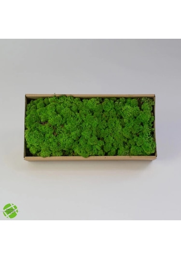 Reindeer Moss Forest Şoklanmış Norveç Yosunu 250gr
