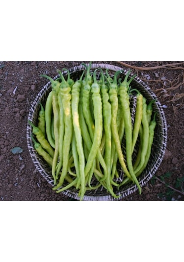 Sarı Sivri Çorbacı Biber Tohumu 1000+ Tohum