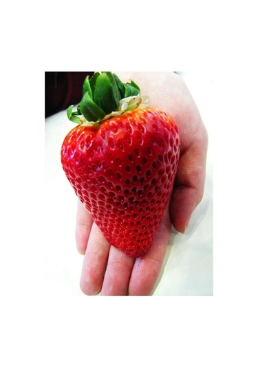 Süper Paket Dev Çilek Tohumu Yediveren Çillek Tohumu 145 Adet Tohum