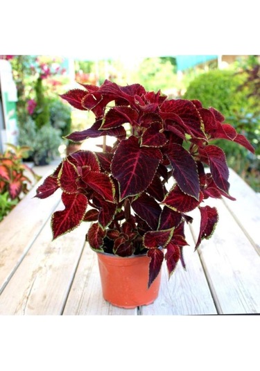 Yaprak Güzeli Kolyoz Çiçeği Fidanı Saksılı 10-20 Cm