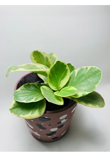 Peperomia Obtusifolia Alacalı Peperomia Ithal Özel Tür
