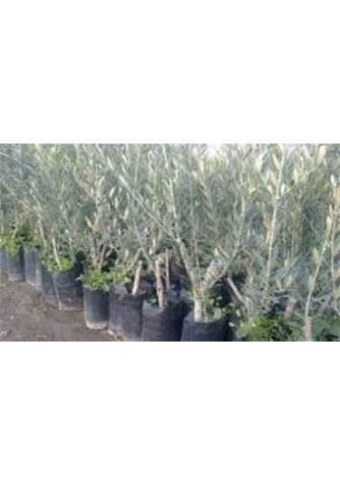 Ada Tarım 10 Adet Domat Zeytin Fidanı 2 Yaş 1 Metre