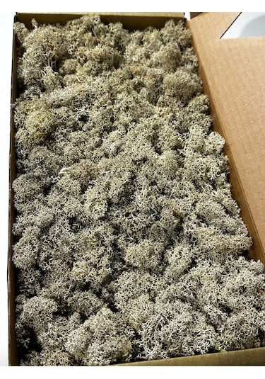 Reindermoss Şoklanmış Norveç Yosunu Terarium Yosunu Natural Green 500 Gr.
