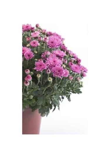 Kasımpatı Krizantem Chrysanthemum Karışık Renk Saksılı 10-20 Cm