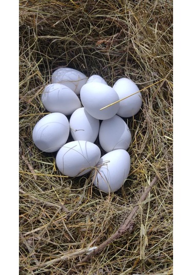 Alex Gips Yumurta Altlıkları 221489329