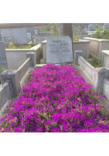 50 Adet Tohum Nadir İthal Asteriks Asterix Astriks Mezar Çiçeği T