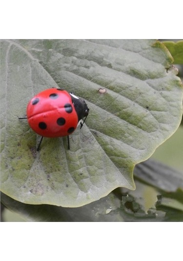 Lijinxu Magideal Gerçekçi Böcek Pot Askıları Dolabı Uğur-böceği