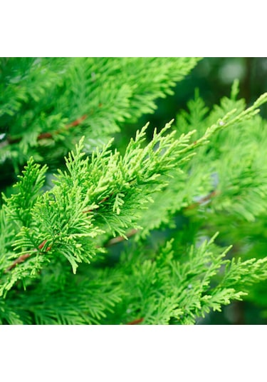 Leylandi Cupressocyparis Leylandii 80-100cm