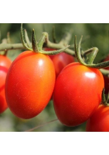 İtalyan Rio GRande Domates Tohumu