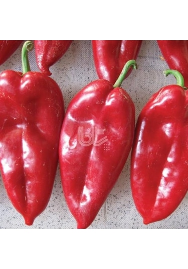 Geleneksel Bol Verimli Burkap Yağlık Salçalık Biber Tohumu 10 GR