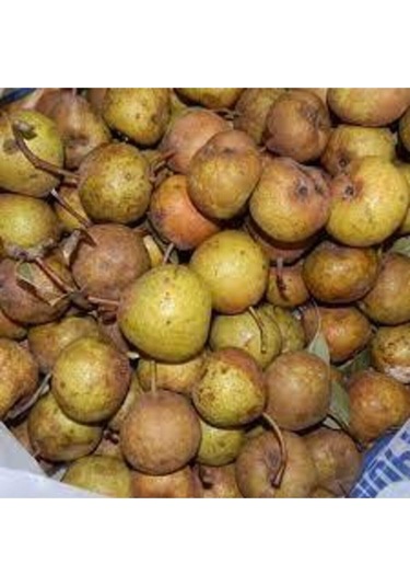 3 Adet Tohum Nadir Dağ Armudu Tohumu Armut Tohumu Tamamen Doğal Dağ Armudu Tohumu Sürpriz Hediye Toh..