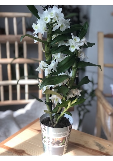 Dendrobium Orkide Exclusive - Beyaz 2932
