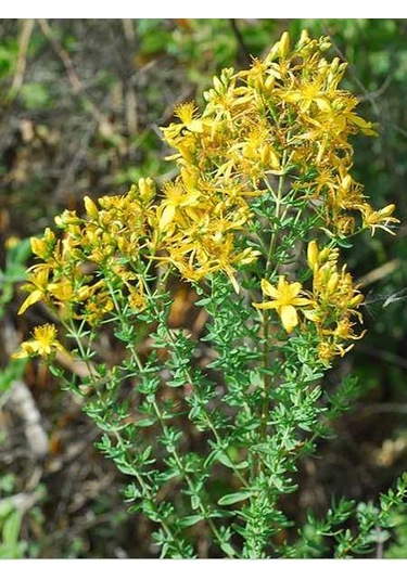 Egeden Her Yere Sarı Kantoron Yağı Cam 250 ML