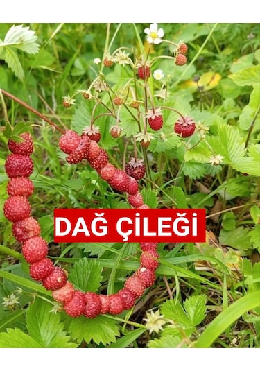 Karadeniz Yabani Dağ Çileği Fidesi Saksıda 1 Adet 10-20 CM