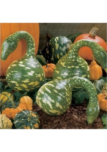 15 Adet Tohum Organik Eğri Kuğu Süs Su Kabak Tohumu Yeşil Su Kabağı Hediye