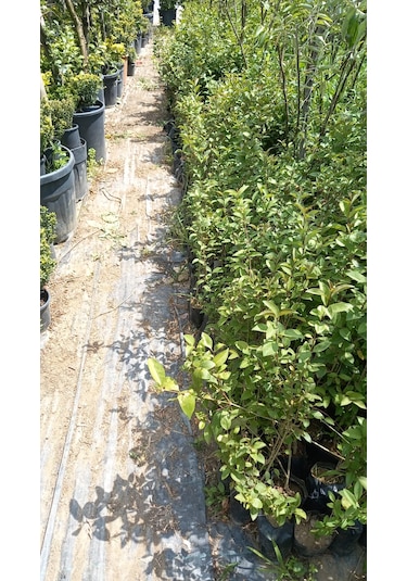 Ligustrum Fidanı 30-50 Cm 5 Adet