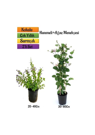 Duranta/mor Ağaç Menekşesi+kokulu Hanımeli Çiçeği Fidanı 2'li Bahçe Peyzaj Seti