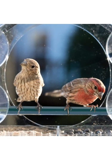 Pazly Ev Şeklinde Plastik Akrilik Kuş Yemliği - 21,5x20,5x10 Cm - Organik Cam - Evcil Hayvanlar İçin Güzel Tasarım