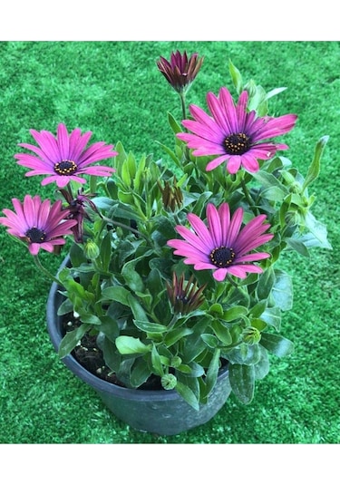 Videolu Mor 1 Adet Bodrum Papatyası Saksılı 35-55cm Purple Bodrum Daisy