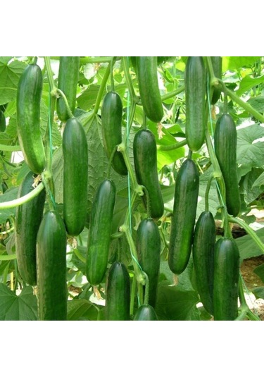 F1 Hibrit Hıyar Tohumu 500 Tohum