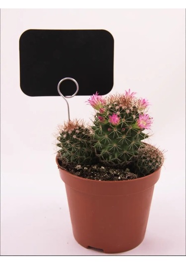 Psmtorg Tebeşirli Etiketler, Etiket Tutucu İğnesi. 60061364 Diğer