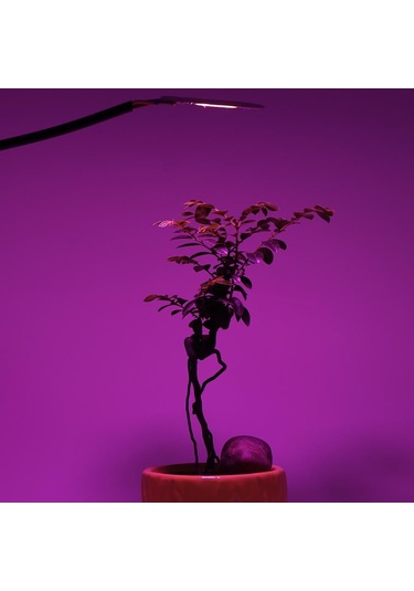 Cob Çip Led Büyümek Işık Phyto Lamba Ac 220v/110v 20w 30w 50w Tam Spektrum Büyüme İçin Sürücüye Gerek Yok Çiçek Fidesi Bitki Yetiştirme Diğer