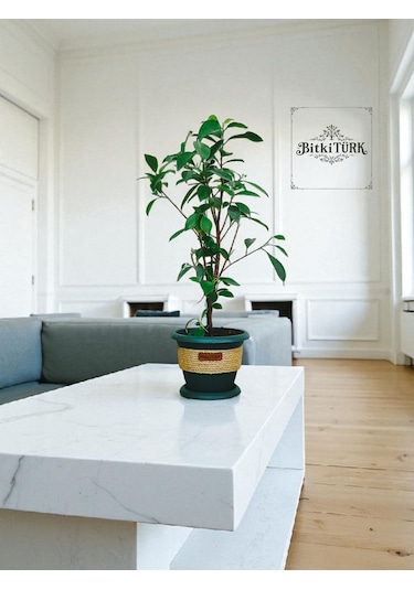 Bitkitürk-dekoratif Saksıda Örgülü Bonsai 50/70 Cm