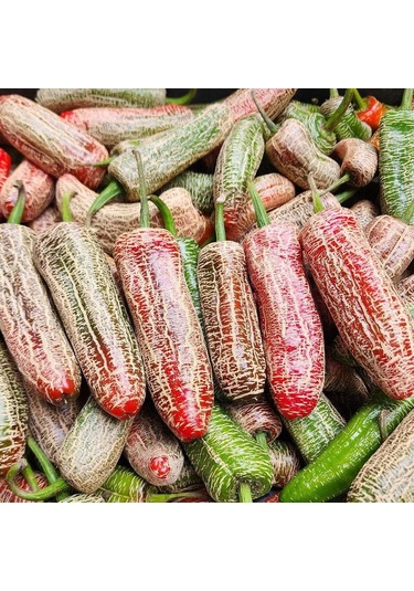Nadir Ata Tohum Jalapeno Farmers Biber Tohumu 10 Tohum