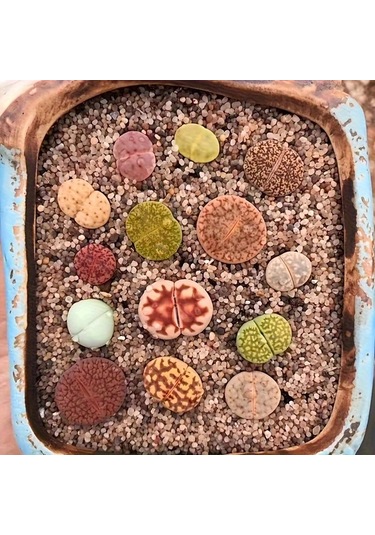 Willowhaven 1.1lb Doğal Yuvarlak Kum Paketi Akvaryum Bahçe Evcil Hayvan Kumu