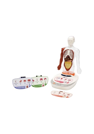 S00005280 Bilim Set İnsan Vücudu Modeli 23prç