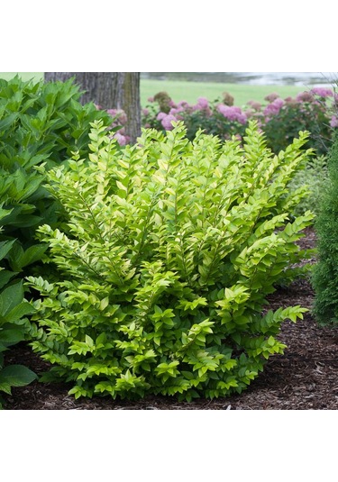 "kurtbağrı Fidanı Ligustrum,bahçeniz İçin Sık Ve Yeşil Çit" 2 Yaş